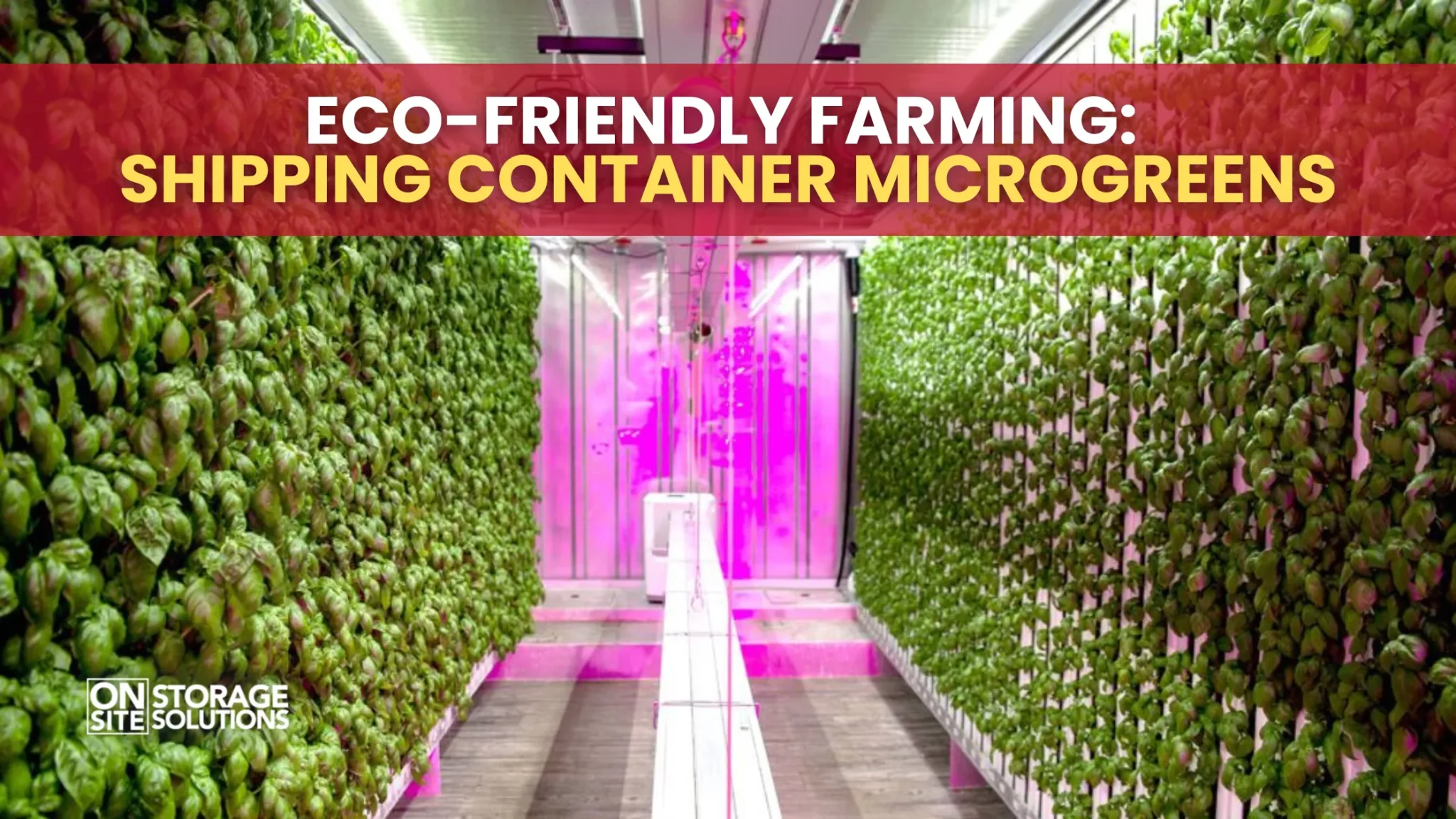Eco-Friendly Farming: Shipping Container Microgreens